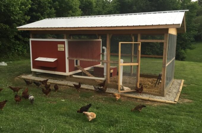 Chook Pen Design Necessities for a Happy & Healthy Flock of Chickens