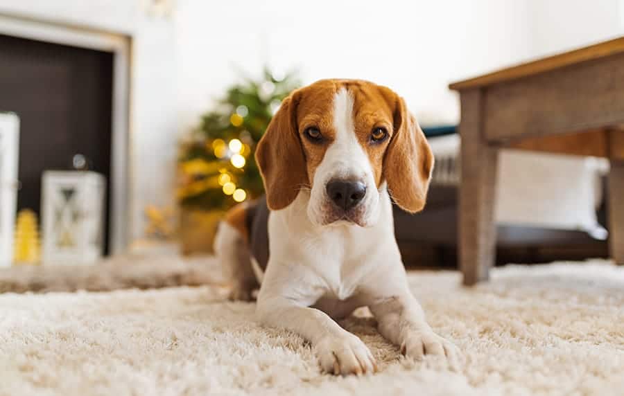 5 Ways To Puppy-Proof Your Home