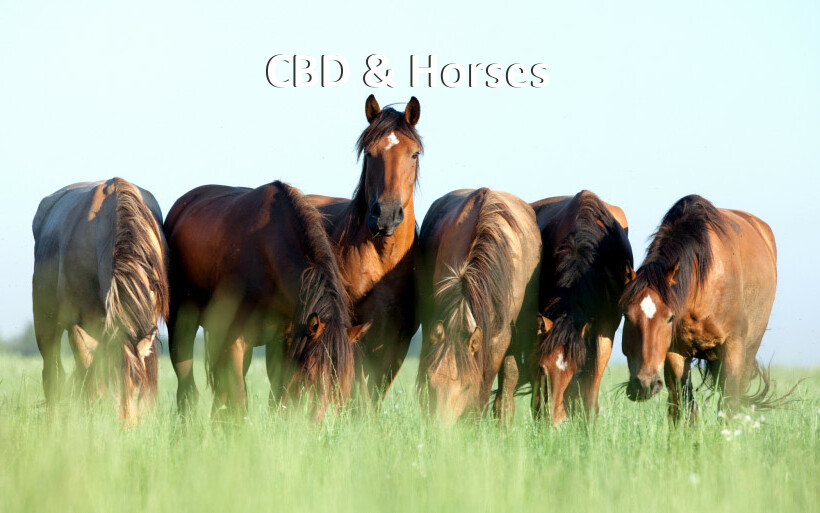 Safest Ways to Introduce CBD to Your Horses