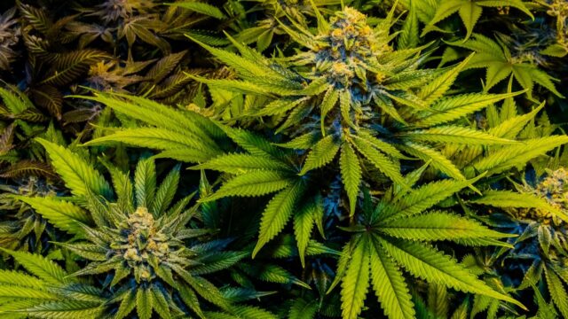 The Difference Between CBD Flowers and THC-rich Marijuana Strains
