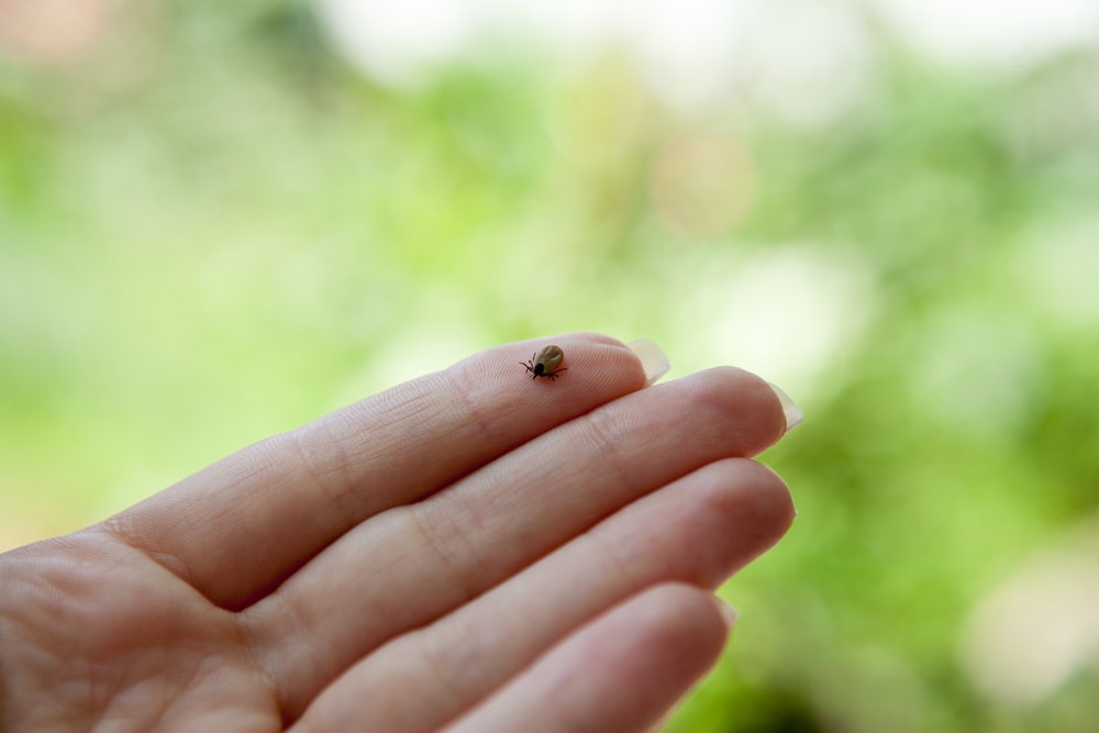 What Are the Early Signs of Lyme Disease?